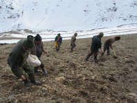54 هزار هکتار از اراضی کشاورزی سمنان برای کشت پاییزه گندم و جو آماده سازی می شوند.