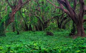 رییس سازمان جنگلها ،مراتع کشور خبر داد: ایران در شمار 10 کشور اول با سرانه تولید گاز کربنیک بالا/کاهش مساحت جنگلهای جهان به کمتر از نصف