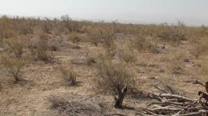 تهدید جنگل های کویری سمنان به واسطه قاچاقچیان چوب