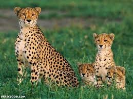 رویت 4 قلاده یوزپلنگ دیگر در زیستکره خارتوران شاهرود