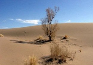 خطر انقراض در چتريان و شورپسند