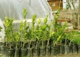 کاشت 3000 اصله نهال به یاد 3 هزار شهید استان سمنان در مهدیشهر