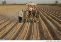 تعیین قیمت خرید گندم خوراکی معمولی در استان