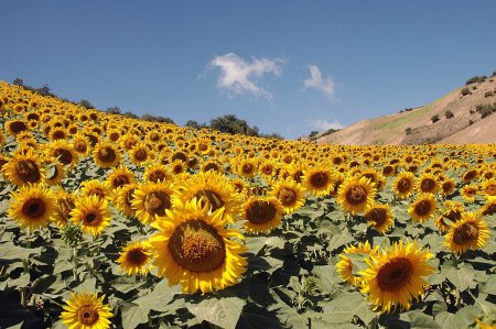 آهنگ دمبول دوشا