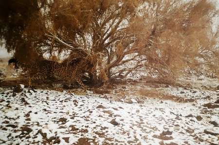 دشت كوير سمنان