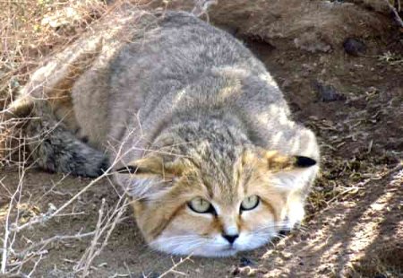 دشت كوير سمنان