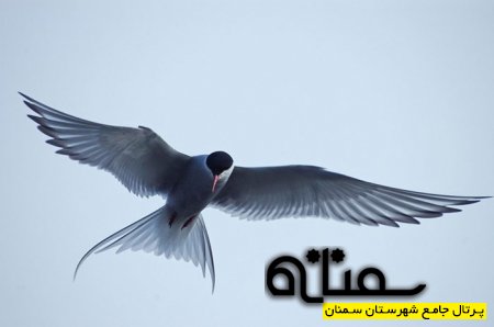 پرستوی مهاجر